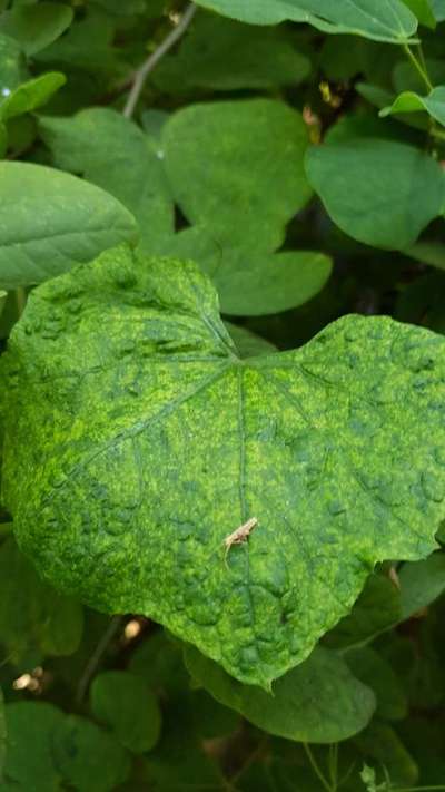 Cucumber Mosaic Virus - Cucumber