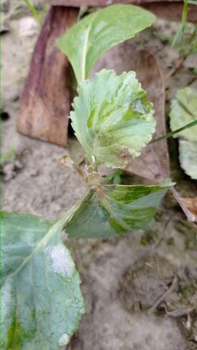 Botrytis Blight - Cabbage