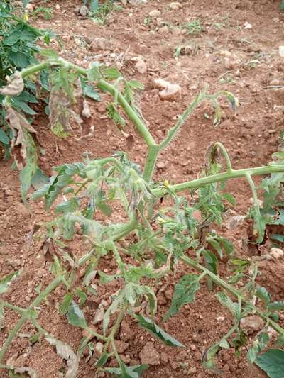 ಸೆಪ್ಟೋರಿಯಾ ಎಲೆ ಕಲೆ - ಟೊಮೆಟೊ