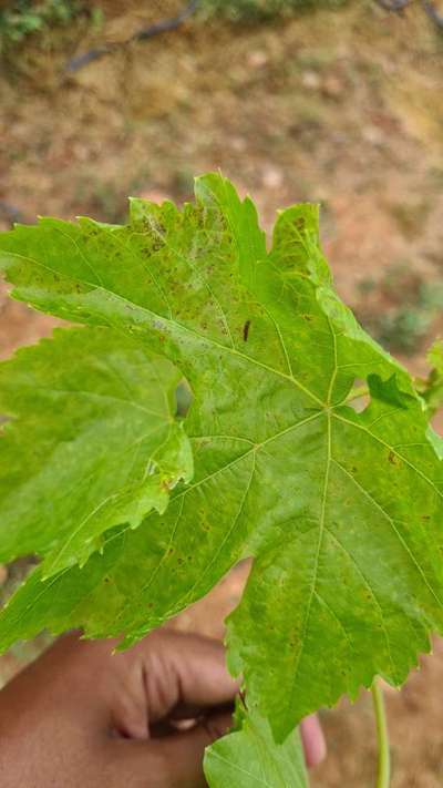 Anthracnose of Grape - Grape