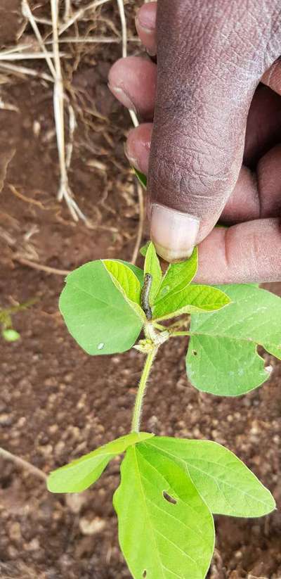 Fall Armyworm - Soybean