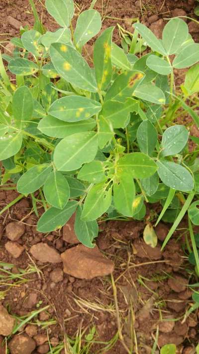 Tobacco Caterpillar - Peanut