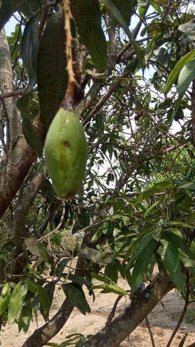 Mango Fruit Fly - Mango