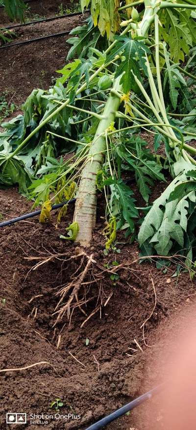 Phytophthora Crown and Root Rot - Papaya