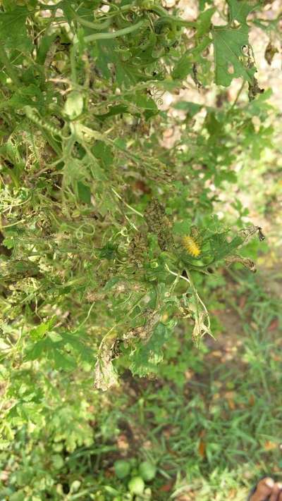 Tobacco Caterpillar - Tomato