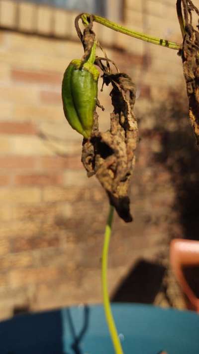 Wet Rot - Capsicum & Chilli