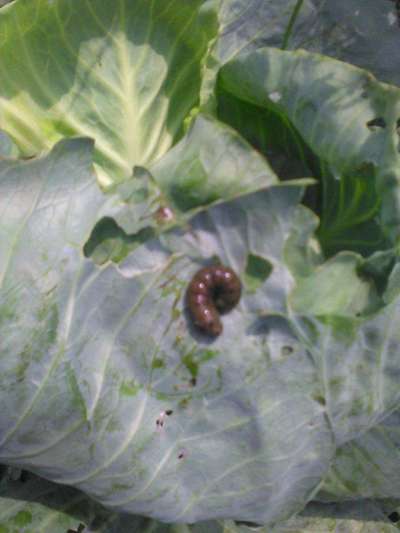 Black Cutworm - Cabbage