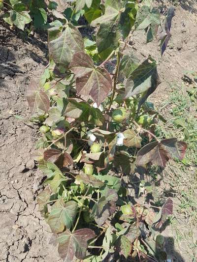 Leaf Reddening of Cotton - Cotton