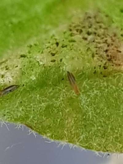 Thrips - Brinjal