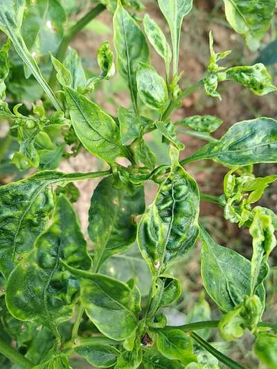 Spider Mites - Capsicum & Chilli