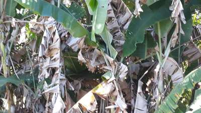 Sigatoka Amarela - Banana