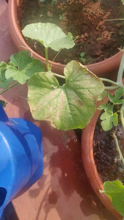 Downy Mildew of Cucurbits - Pumpkin