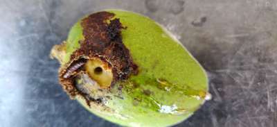 Mango Seed Borer - Mango