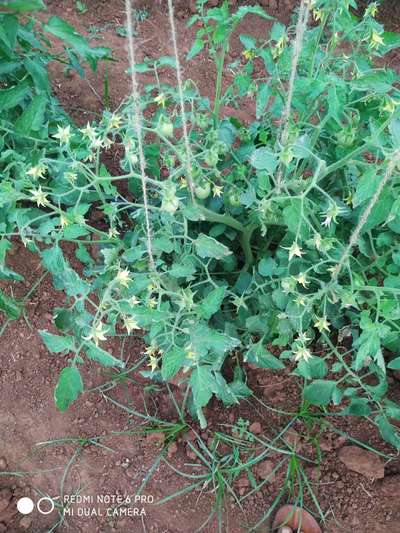 ಥ್ರಿಪ್ಸ್ ನುಸಿ - ಟೊಮೆಟೊ