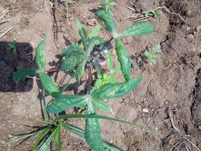 Magnesium Deficiency - Cassava