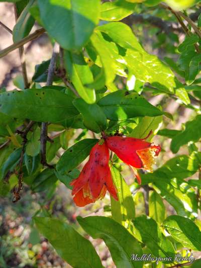 Anthracnose of Pomegranate - Pomegranate