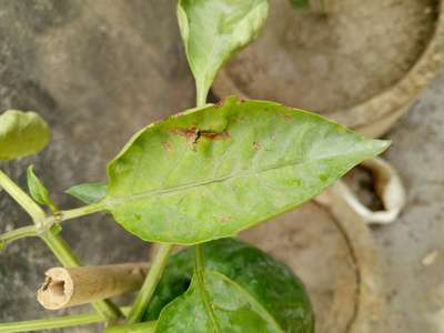 Chilli Cercospora Leaf Spot - Capsicum & Chilli