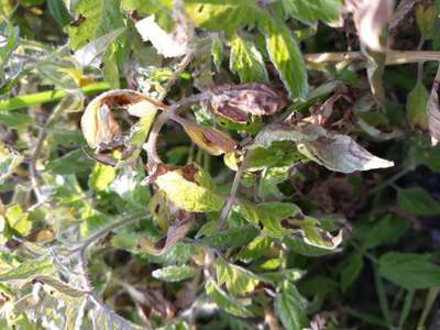 Powdery Mildew - Tomato