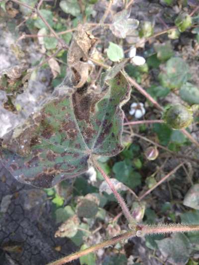 Alternaria Leaf Spot of Cotton - Cotton