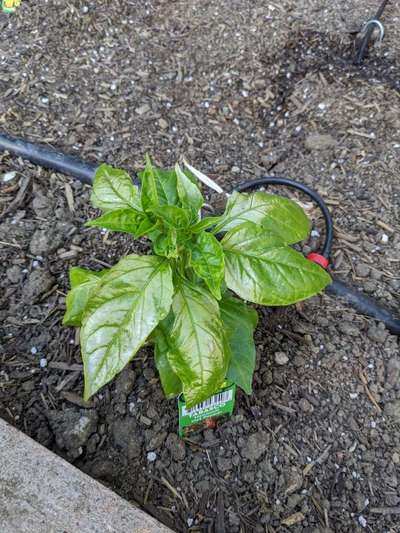 Manganese Deficiency - Capsicum & Chilli