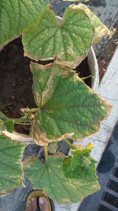 Potassium Deficiency - Cucumber