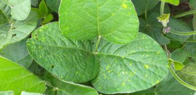 Downy Mildew of Soybean - Soja