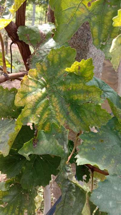 ಡೌನಿ ಮಿಲ್ಡ್ಯೂ - ದ್ರಾಕ್ಷಿ