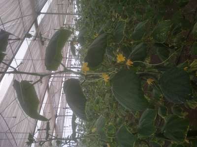 Spider Mites - Cucumber