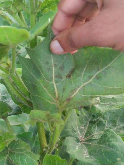 Powdery Mildew - Cotton