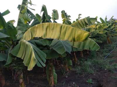 Potassium Deficiency - Banana