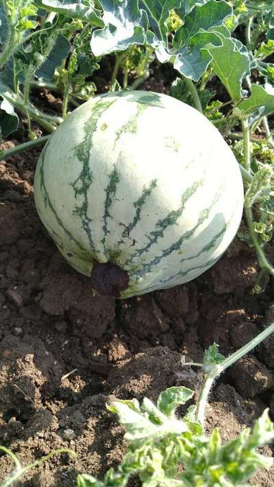 Blossom End Rot - Melon