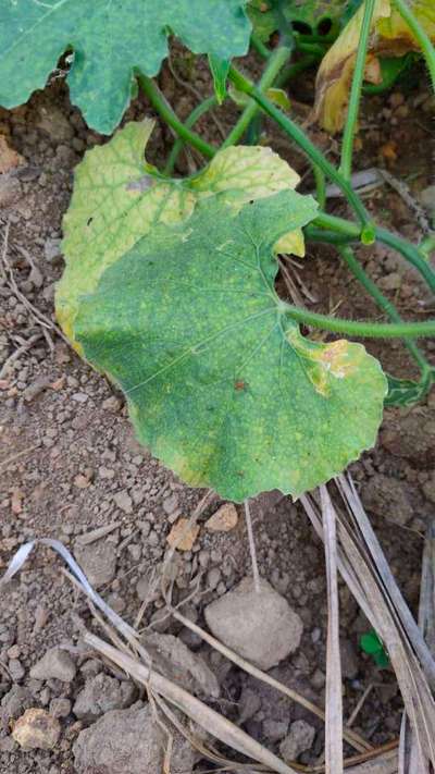 Cucumber Mosaic Virus - Cucumber