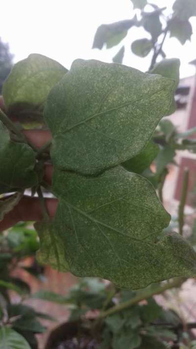 Spider Mites - Brinjal