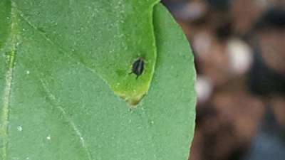 Aphids - Capsicum & Chilli