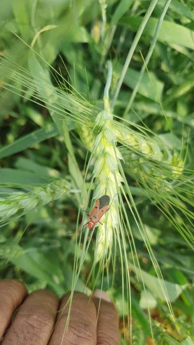 Red Cotton Bug - Wheat