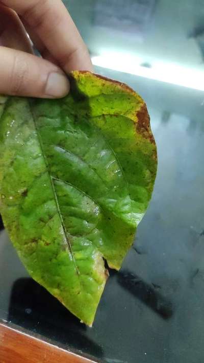 Spider Mites - Capsicum & Chilli