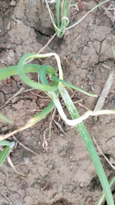 బోరాన్ లోపం - ఉల్లిపాయ