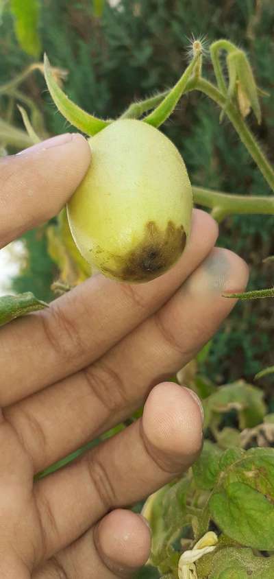 Calcium Deficiency - Tomato