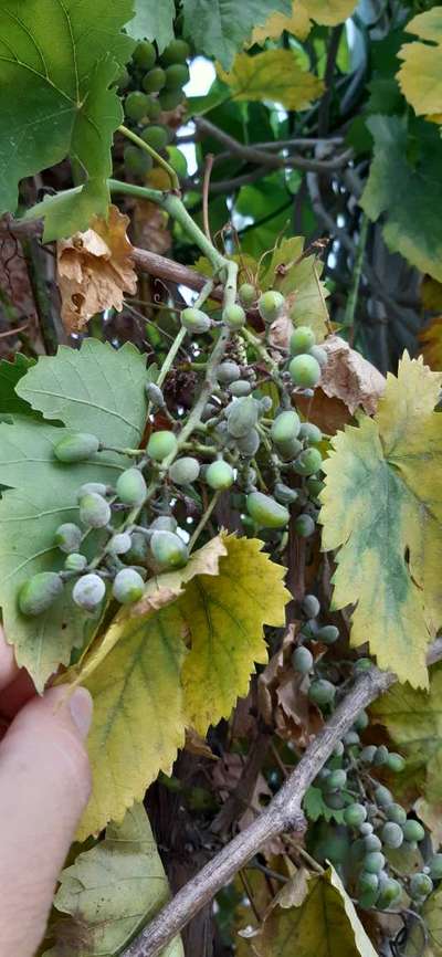 Powdery Mildew of Grape - Grape