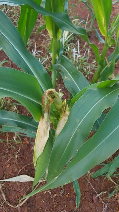 Lesser Stalk Borer of Maize - Maize