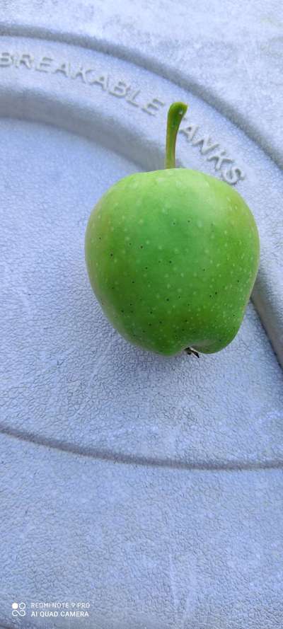 Calcium Deficiency - Apple