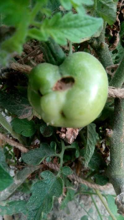 Helicoverpa Caterpillar - Tomato