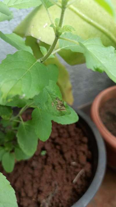 Downy Mildew - Tomato