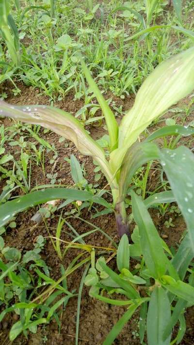 ಮೆಕ್ಕೆ ಜೋಳದ ಮಾರಕ ನೆಕ್ರೋಸಿಸ್ ರೋಗ - ಮೆಕ್ಕೆ ಜೋಳ