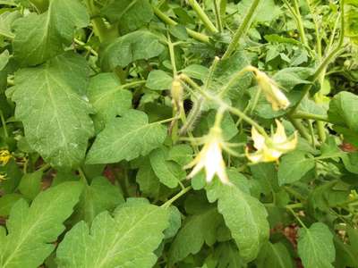 Spider Mites - Tomato