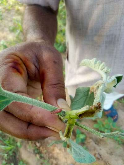 बैंगन टहनी और फल छिद्रक - बैंगन