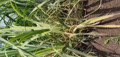 Nitrogen Deficiency - Sugarcane