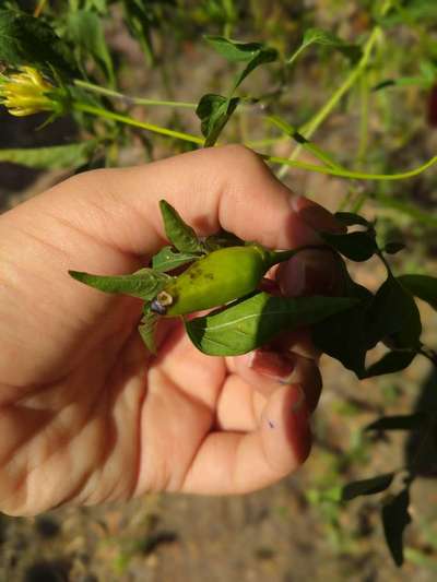 Blossom End Rot - Capsicum & Chilli