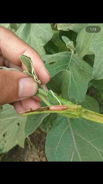বেগুনের ডগা ও ফলছিদ্রকারী পোকা - বেগুন