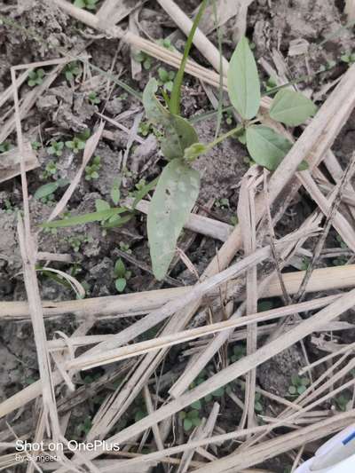 Flea Beetles - Black & Green Gram